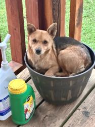 Lost Male Dog last seen Morningside , Tyler, TX 75708
