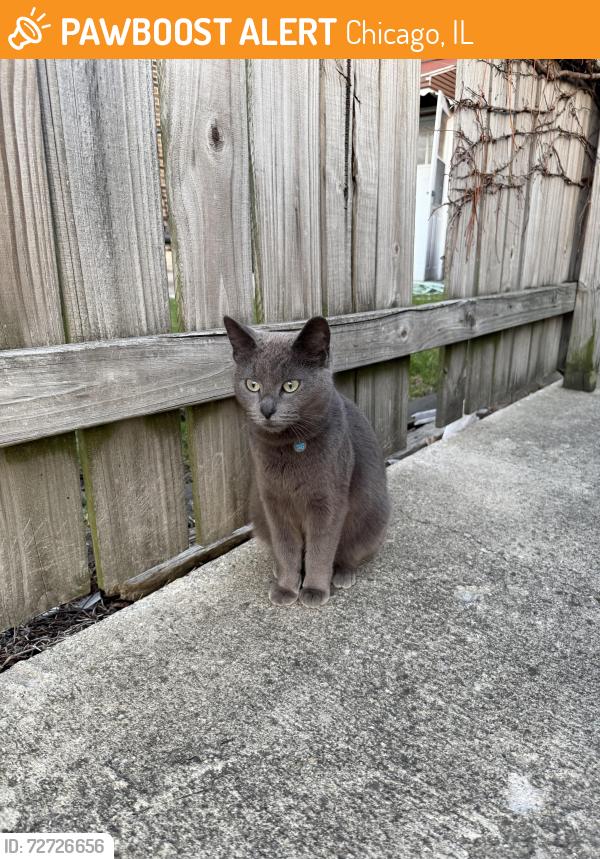 Found/Stray Unknown Cat last seen Hillock and Bonfield, Chicago, IL 60608