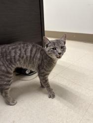 Found/Stray Unknown Cat last seen WALMART , Asheville, NC 28704