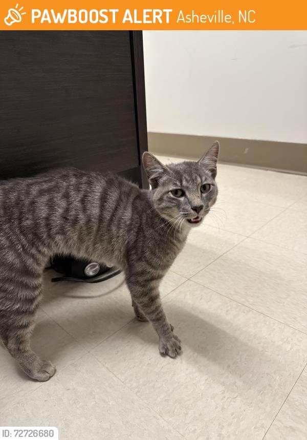 Found/Stray Unknown Cat last seen WALMART , Asheville, NC 28704