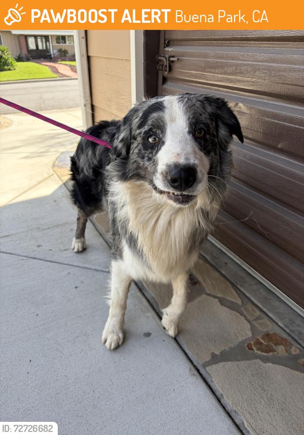 Found/Stray Male Dog last seen Beach , Buena Park, CA 90621