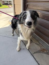 Found/Stray Male Dog last seen Beach , Buena Park, CA 90621