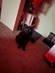 Lost Male Cat last seen Seltice way, Post Falls, ID 83854
