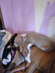 Lost Female Dog last seen Hwy 20 and 29 connect, Anderson County, SC 29697