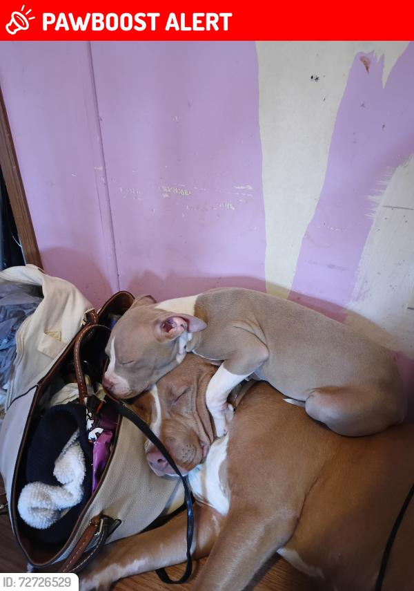 Lost Female Dog last seen Hwy 20 and 29 connect, Anderson County, SC 29697