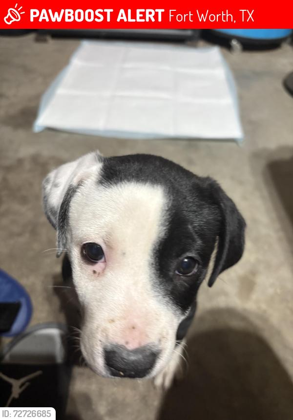 Lost Female Dog last seen Hideaway trl and winding passage trl, Fort Worth, TX 76131