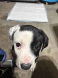 Lost Female Dog last seen Hideaway trl and winding passage trl, Fort Worth, TX 76131