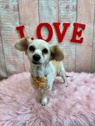 Lost Female Dog last seen 23rd st , Los Angeles, CA 90011
