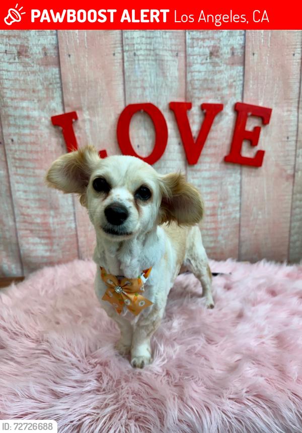 Lost Female Dog last seen 23rd st , Los Angeles, CA 90011