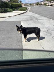 Found/Stray Female Dog last seen Silver drop and cove, Hemet, CA 92545