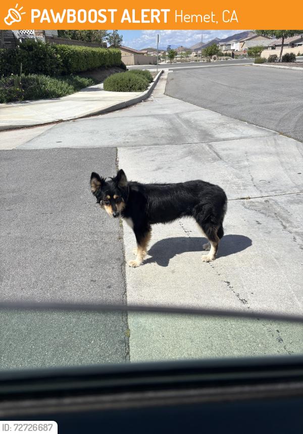 Found/Stray Female Dog last seen Silver drop and cove, Hemet, CA 92545