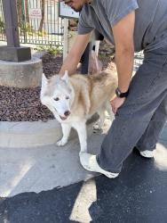 Found/Stray Unknown Dog last seen Lakemead and Hollywood , Sunrise Manor, NV 89156