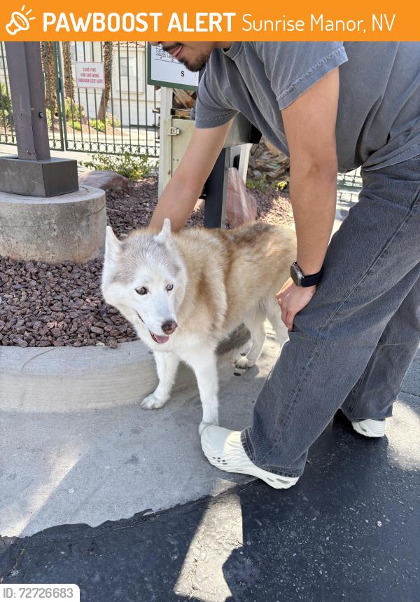 Found/Stray Unknown Dog last seen Lakemead and Hollywood , Sunrise Manor, NV 89156