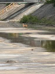 Found/Stray Unknown Dog last seen In the dried water ways under the bridge at the corner of Tillery and Lyons, Austin, TX 78702