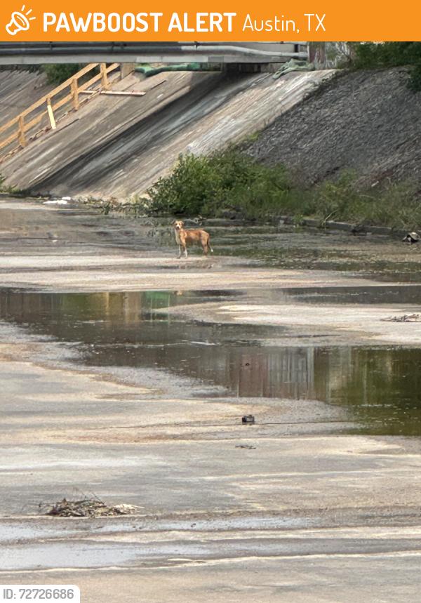 Found/Stray Unknown Dog last seen In the dried water ways under the bridge at the corner of Tillery and Lyons, Austin, TX 78702