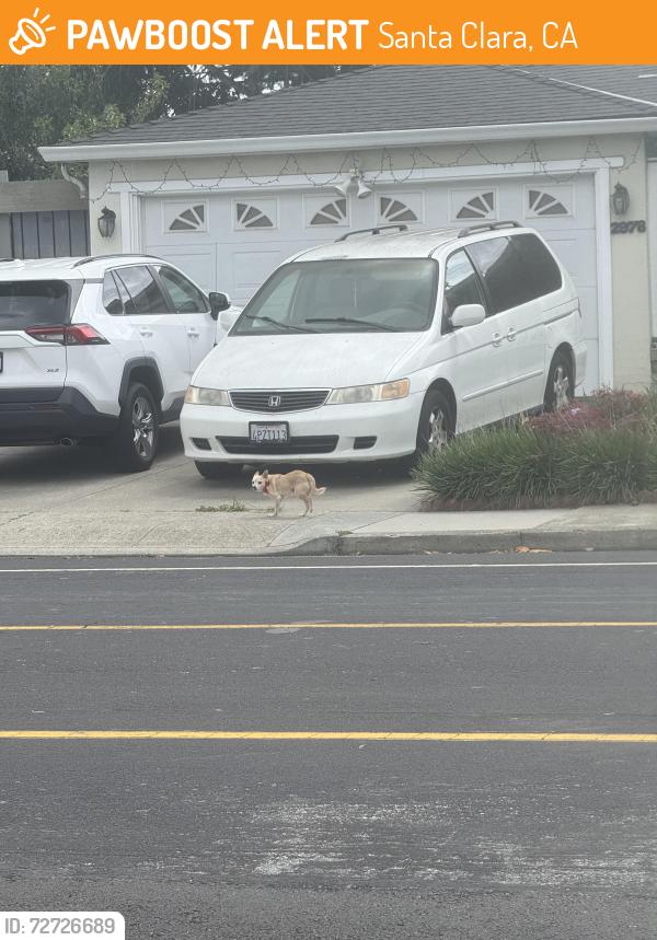 Found/Stray Unknown Dog last seen Crystal Dr. & Chromite Dr. going towards Borax Dr., Santa Clara, CA 95051