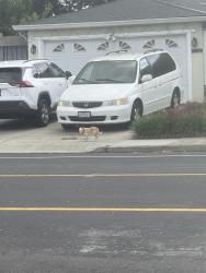 Found/Stray Unknown Dog last seen Crystal Dr. & Chromite Dr. going towards Borax Dr., Santa Clara, CA 95051