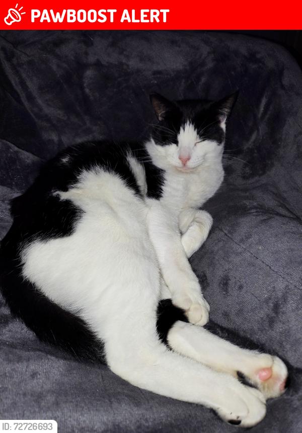 Lost Male Cat last seen Washbrook Road / Northleigh Road, Ward End, England B8