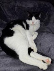 Lost Male Cat last seen Washbrook Road / Northleigh Road , Ward End, England B8