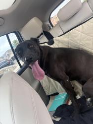 Found/Stray Female Dog last seen Zaragoza & Tierra este , El Paso, TX 79938