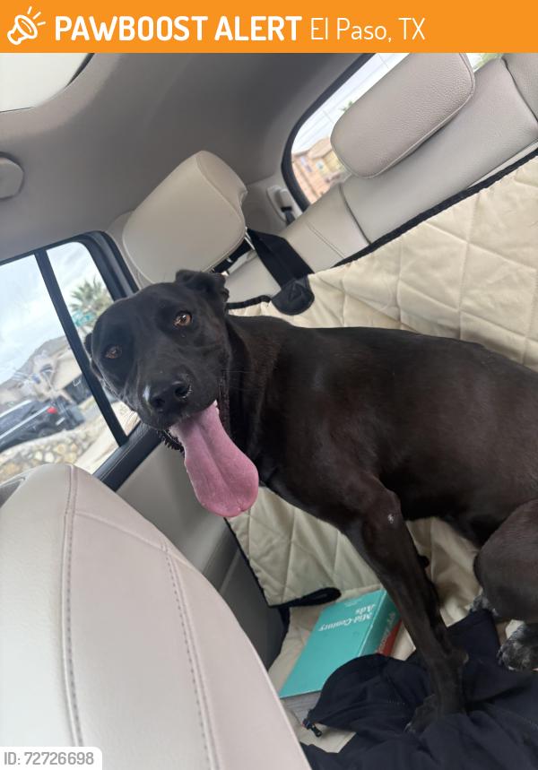 Found/Stray Female Dog last seen Zaragoza & Tierra este , El Paso, TX 79938