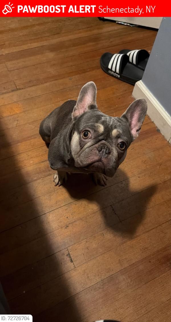 Lost Female Dog last seen Rollerama, Schenectady, NY 12345