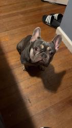 Lost Female Dog last seen Rollerama, Schenectady, NY 12345