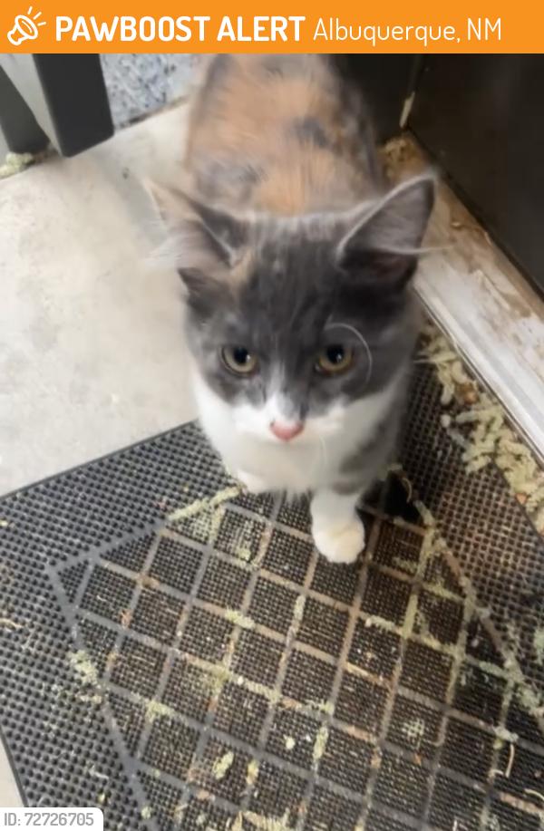 Found/Stray Unknown Cat last seen In the odyssey apmts complex , Albuquerque, NM 87114