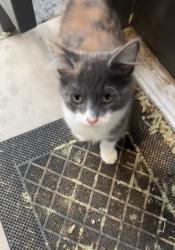 Found/Stray Unknown Cat last seen In the odyssey apmts complex , Albuquerque, NM 87114