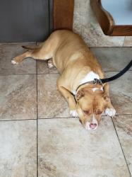 Found/Stray Male Dog last seen Zuber Road, Jefferson County, AL 35048
