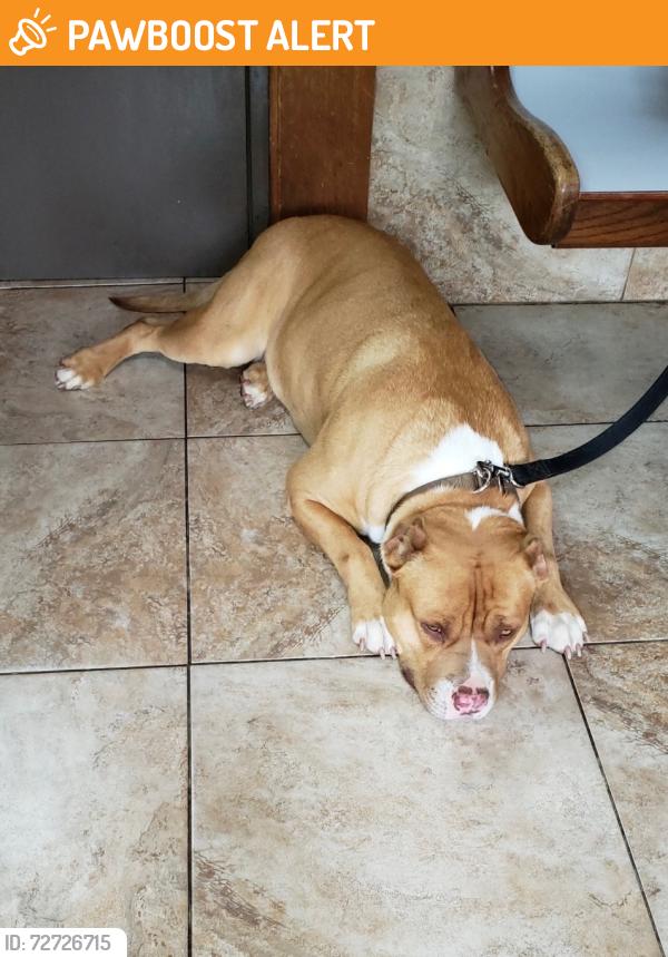 Found/Stray Male Dog last seen Zuber Road, Jefferson County, AL 35048