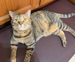 Lost Female Cat last seen 4th &Tower Drive, Moore, OK 73160
