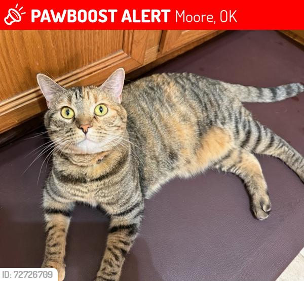 Lost Female Cat last seen 4th &Tower Drive, Moore, OK 73160