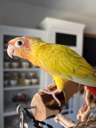Lost Unknown Bird last seen Skybound & Bold Forbes, San Antonio, TX 78245