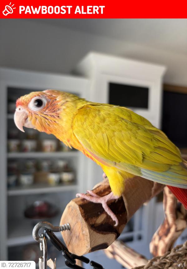 Lost Unknown Bird last seen Skybound & Bold Forbes, San Antonio, TX 78245