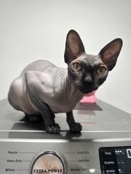Lost Male Cat last seen Triple Crown Loop and Ray St. , Hernando, FL 34442