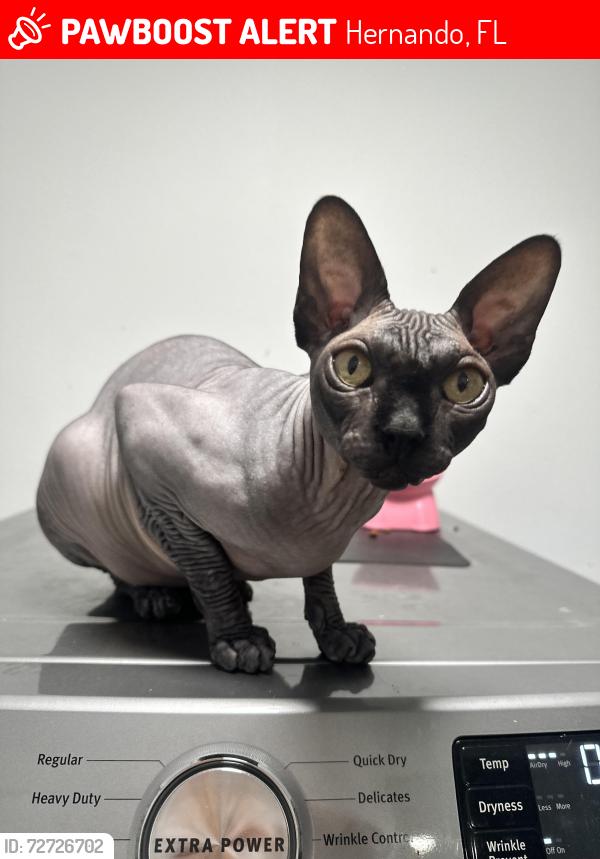Lost Male Cat last seen Triple Crown Loop and Ray St. , Hernando, FL 34442