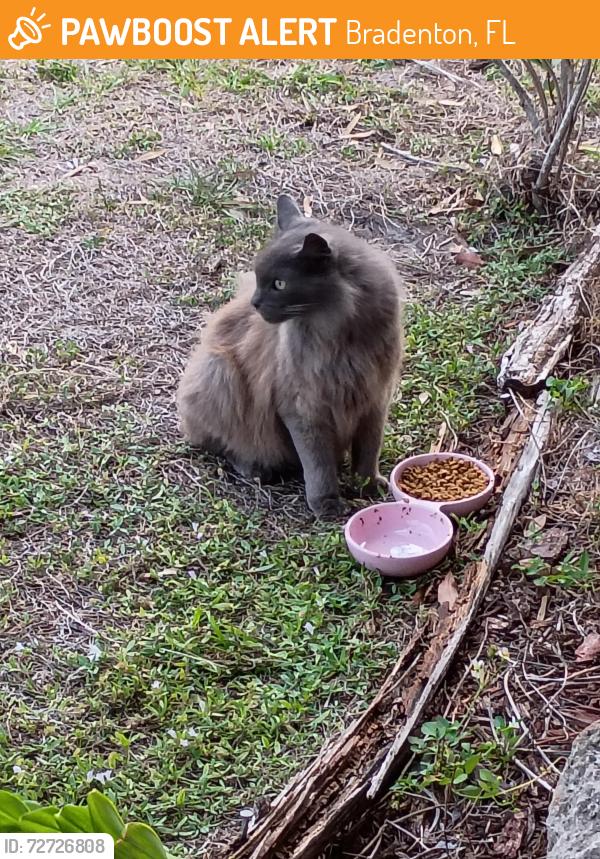 Found/Stray Unknown Cat last seen 24th St w, Bradenton, FL 34208