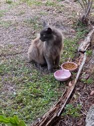 Found/Stray Unknown Cat last seen 24th St w, Bradenton, FL 34208