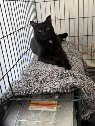 Found/Stray Unknown Cat last seen North Tryon across from Starlight Cinema, Charlotte, NC 28262