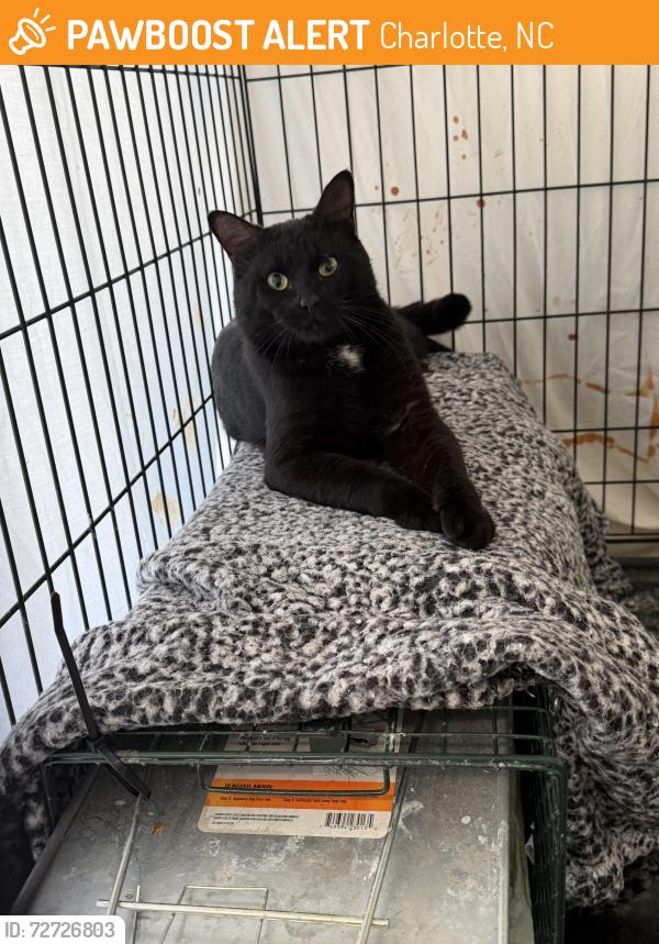 Found/Stray Unknown Cat last seen North Tryon across from Starlight Cinema, Charlotte, NC 28262