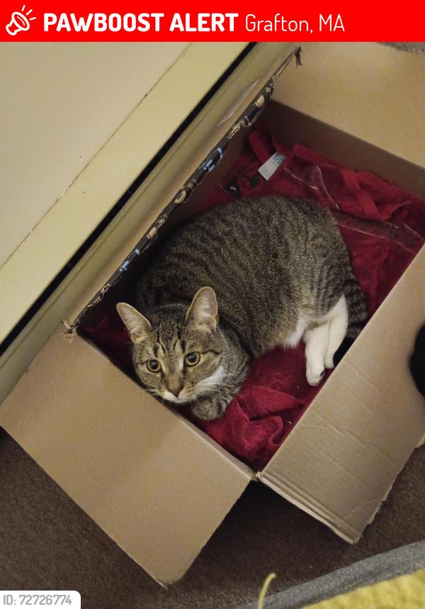 Lost Female Cat last seen Grafton st., Grafton, MA 01536