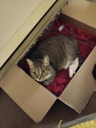 Lost Female Cat last seen Grafton st., Grafton, MA 01536