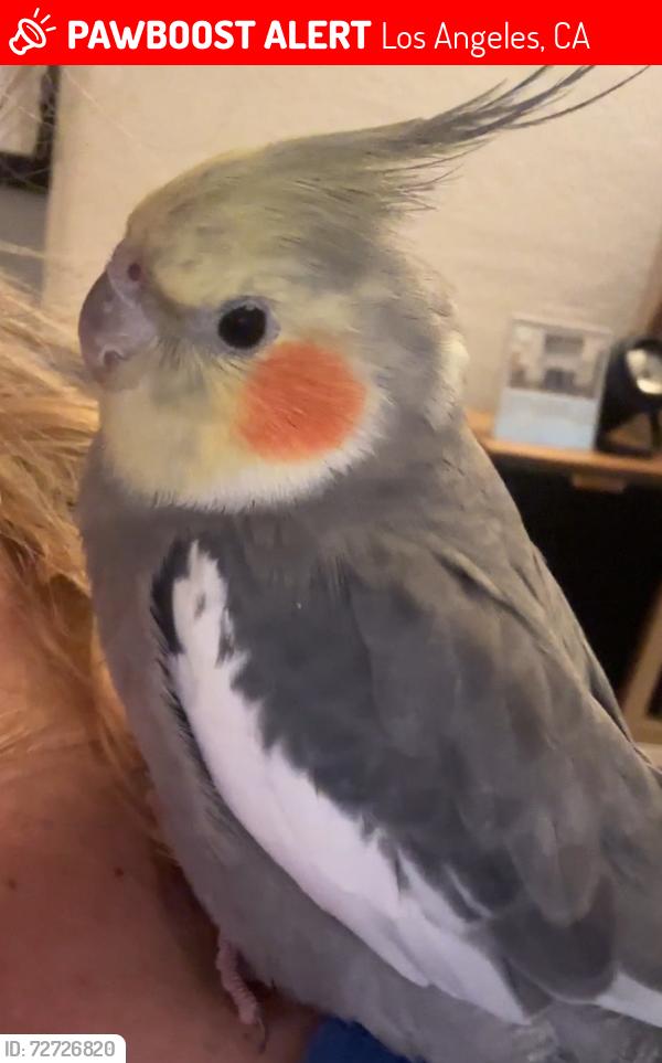 Lost Male Bird last seen Weepah Way in Laurel Canyon , Los Angeles, CA 90046
