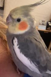 Lost Male Bird last seen Weepah Way in Laurel Canyon , Los Angeles, CA 90046