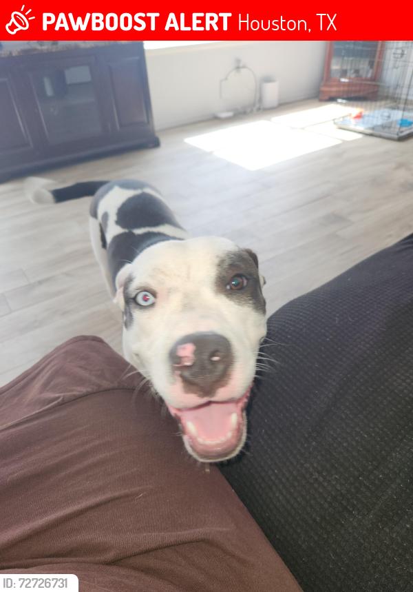 Lost Male Dog last seen Ella Blvd and Darbydale Dr, Houston, TX 77090
