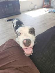 Lost Male Dog last seen Ella Blvd and Darbydale Dr, Houston, TX 77090