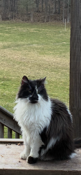 Found/Stray Unknown Cat last seen Chapman Lake Road , Scott Township, PA 15243
