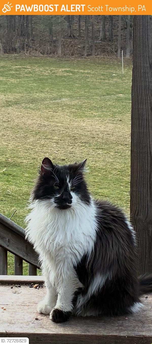 Found/Stray Unknown Cat last seen Chapman Lake Road , Scott Township, PA 15243