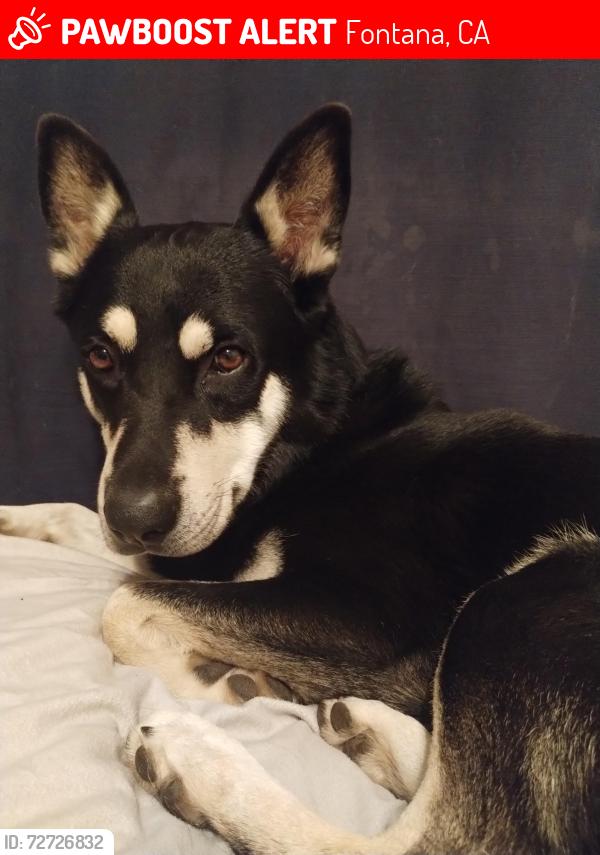Lost Male Dog last seen alder/palmetto and Merril, Fontana, CA 92335